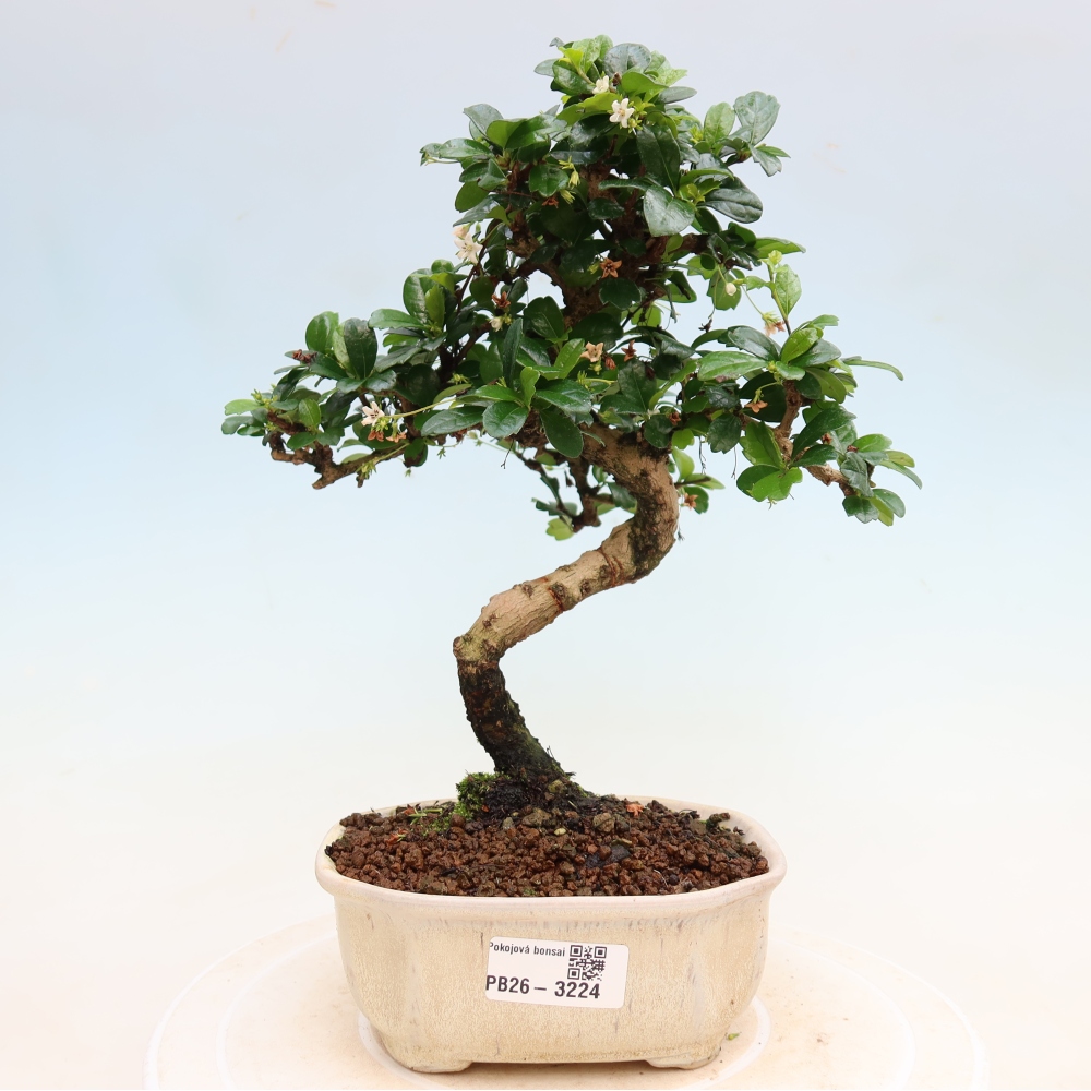 Camera bonsai - Carmona macrophylla - Tea fuki