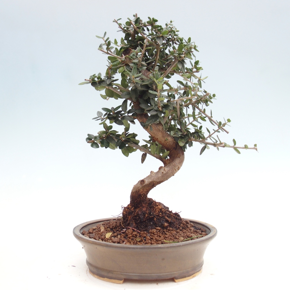 Bonsai da interno - Olea europaea sylvestris