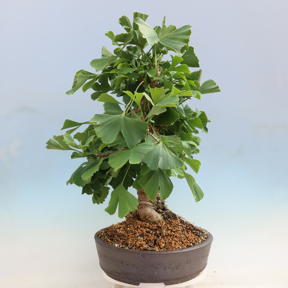 Bonsai da esterno - Ginkgo biloba - Ginkgo biloba