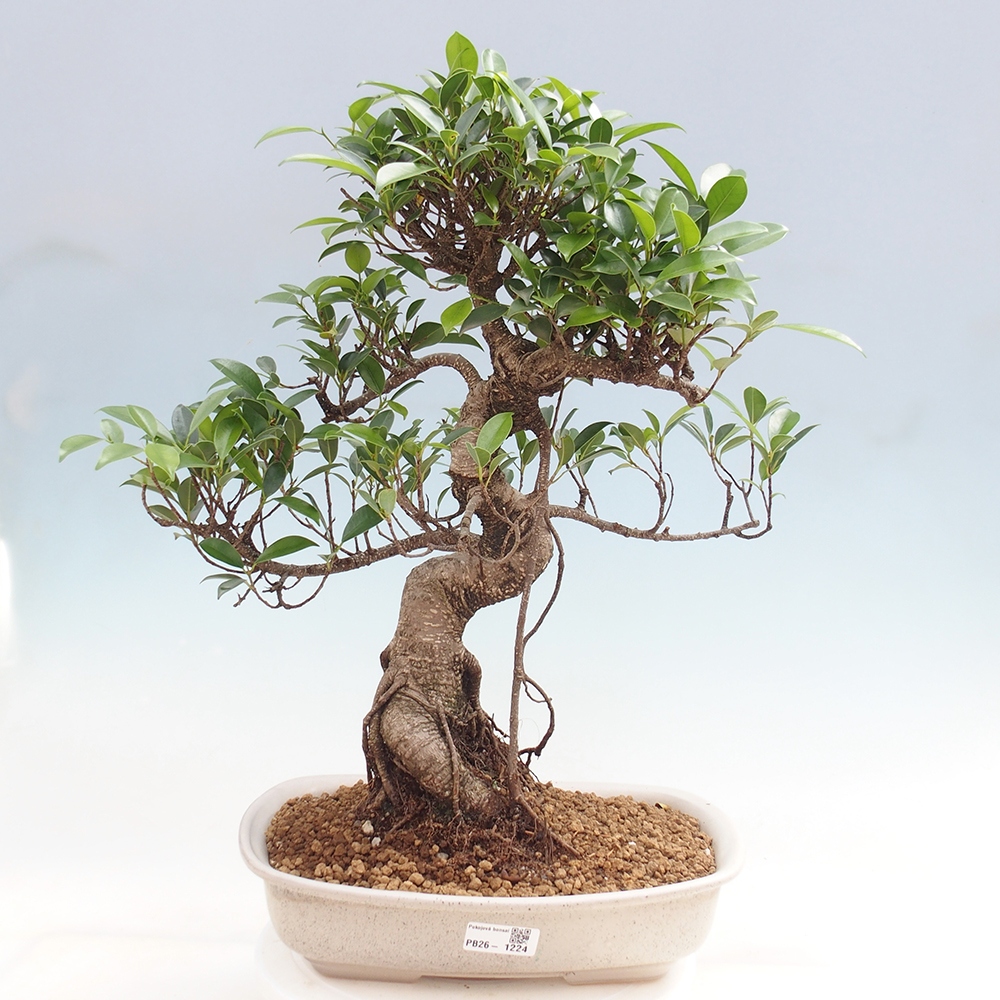 Camera bonsai - Ficus kimmen - ficus a foglie piccole