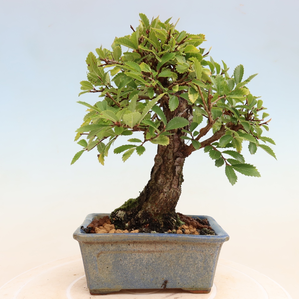 Bonsai da esterno - Zelkova - Zelkova NIRE