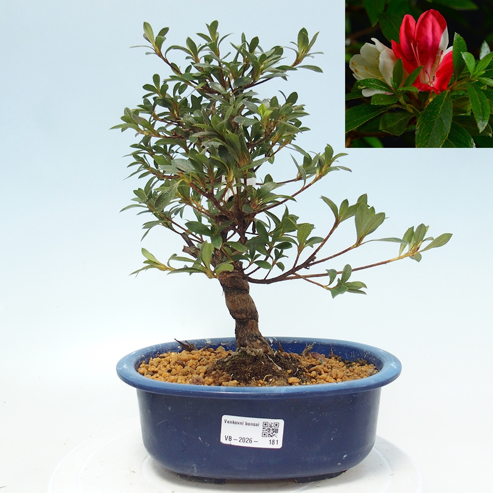 Bonsai da esterno - Azalea giapponese - Azalea Senhime