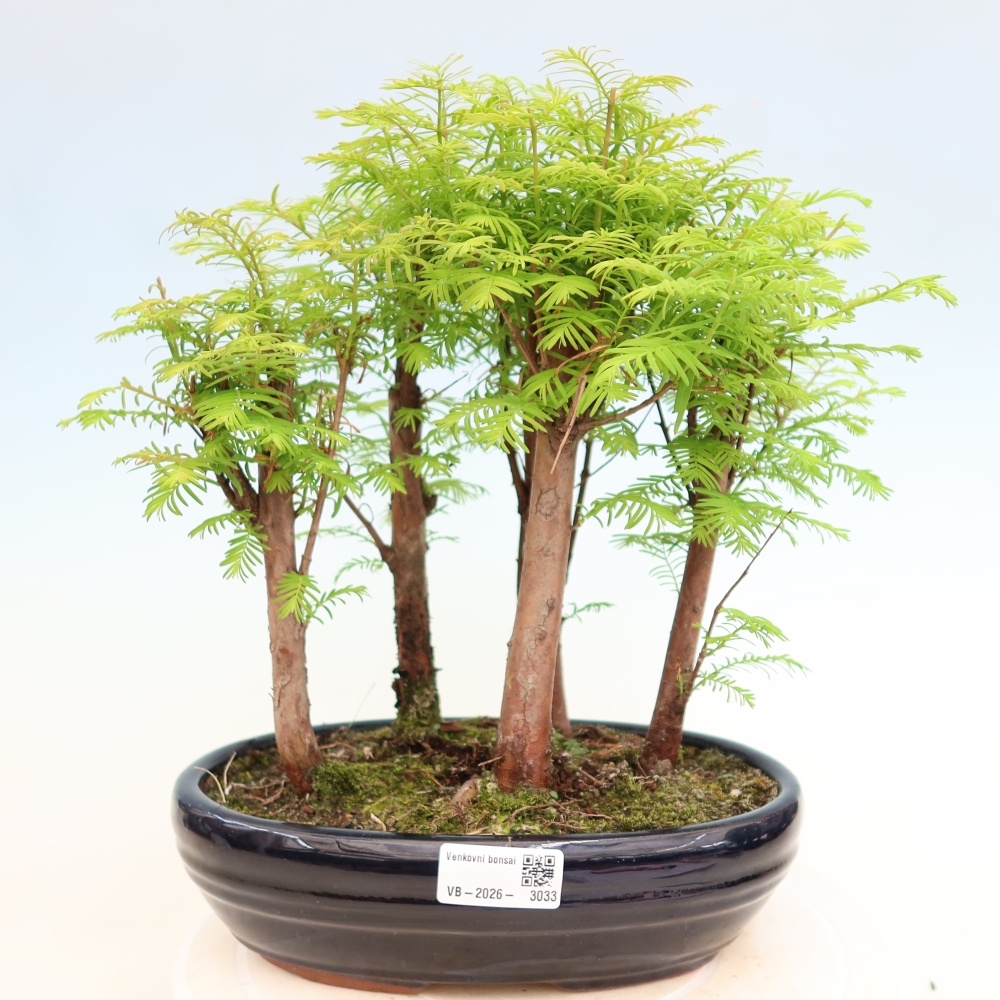 Bonsai da esterno - Metasequoia glyptostroboides - Metasequoia cinese - boschetto
