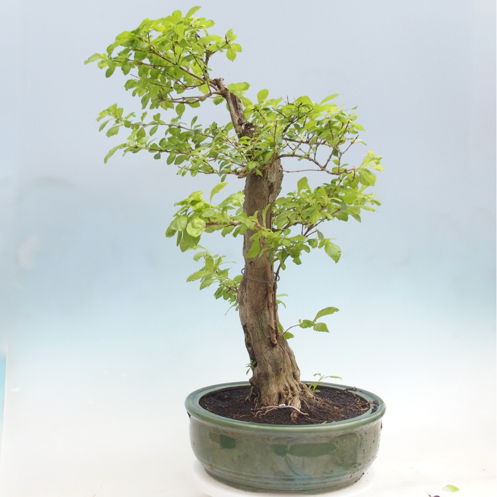 Bonsai da camera - Duranta erecta Aurea - SOLO RITIRO PERSONALE o trasporto su pallet