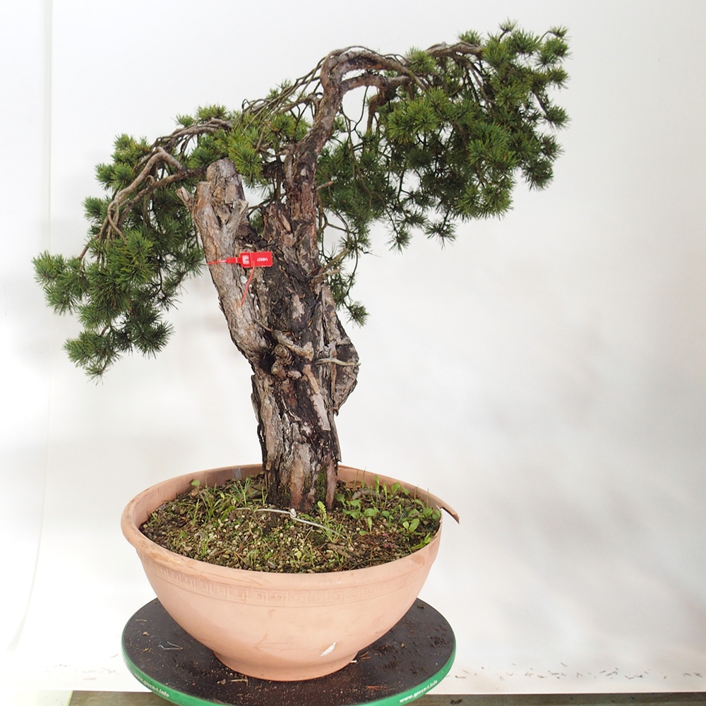 Yamadori - Pinus sylvestris Spagna