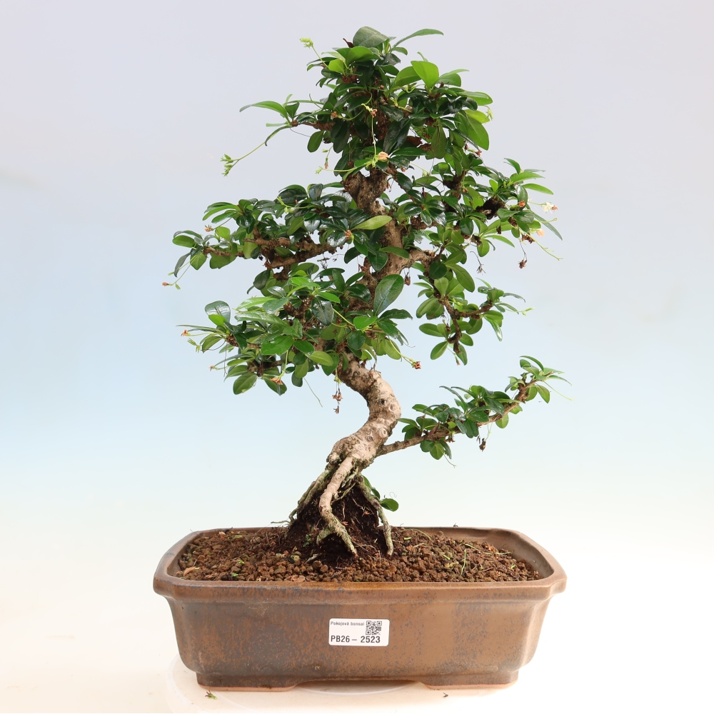 Camera bonsai - Carmona macrophylla - Tea fuki