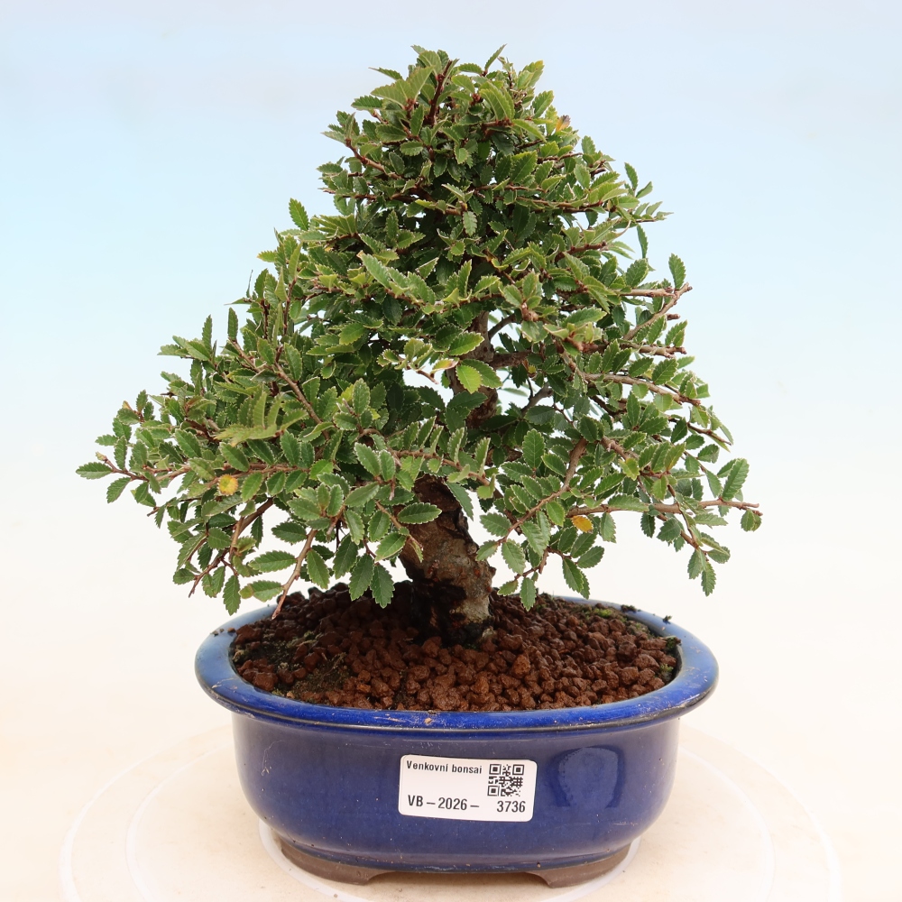 Bonsai da esterno - Zelkova - Zelkova NIRE