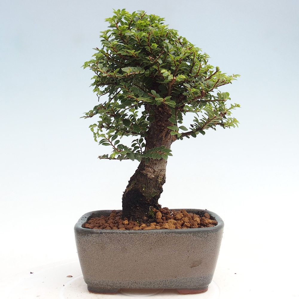 Bonsai da esterno - Ulmus parvifolia Hokkaido - Olmo cinese