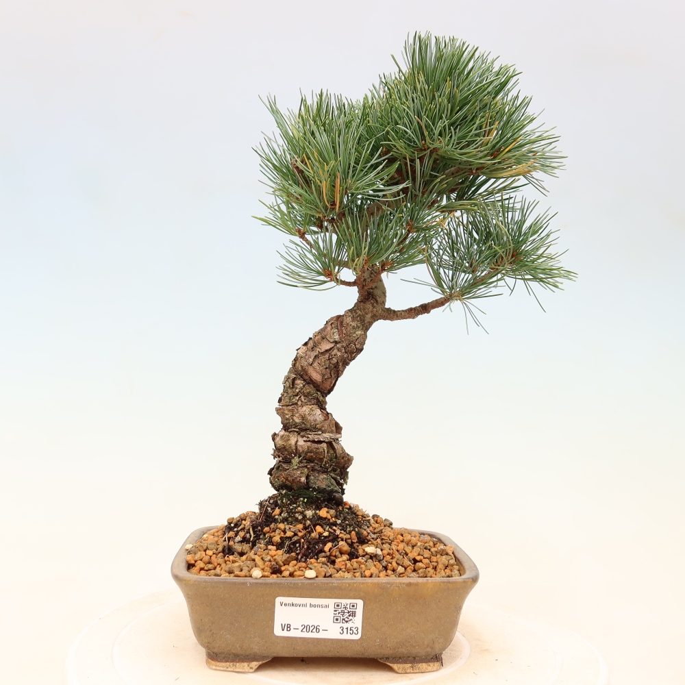 Bonsai da esterno - Pinus parviflora - Pinus parviflora