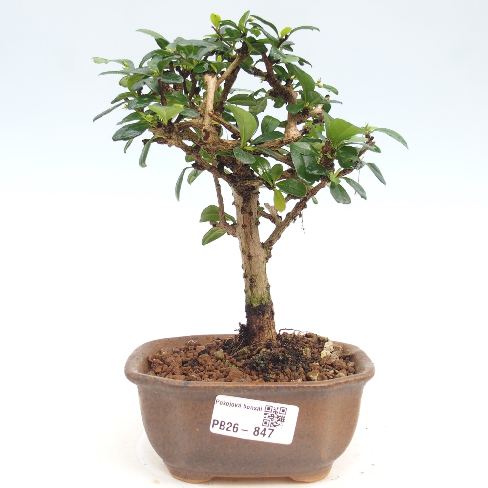 Camera bonsai - Carmona macrophylla - Tea fuki