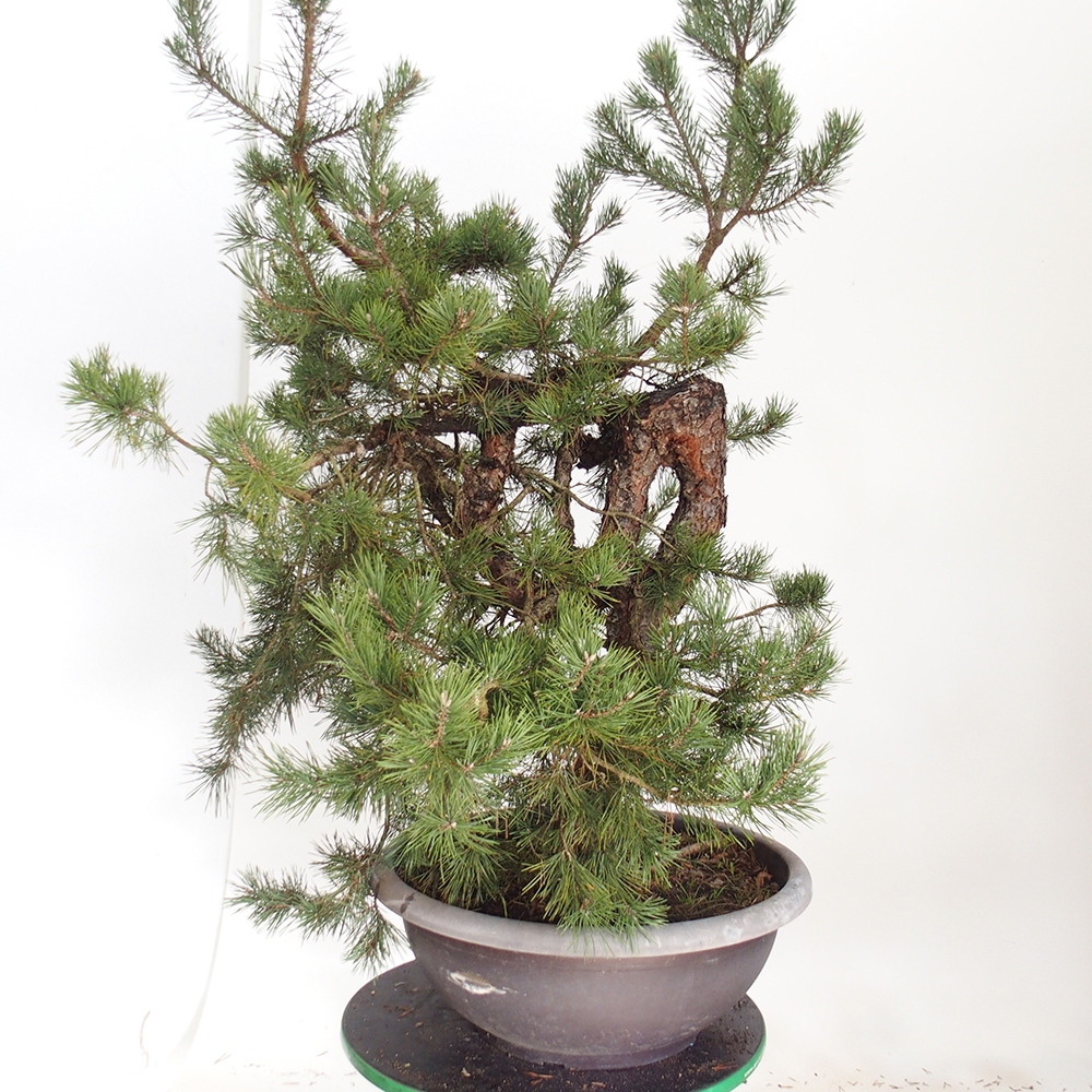 Yamadori - Pinus sylvestris Spagna