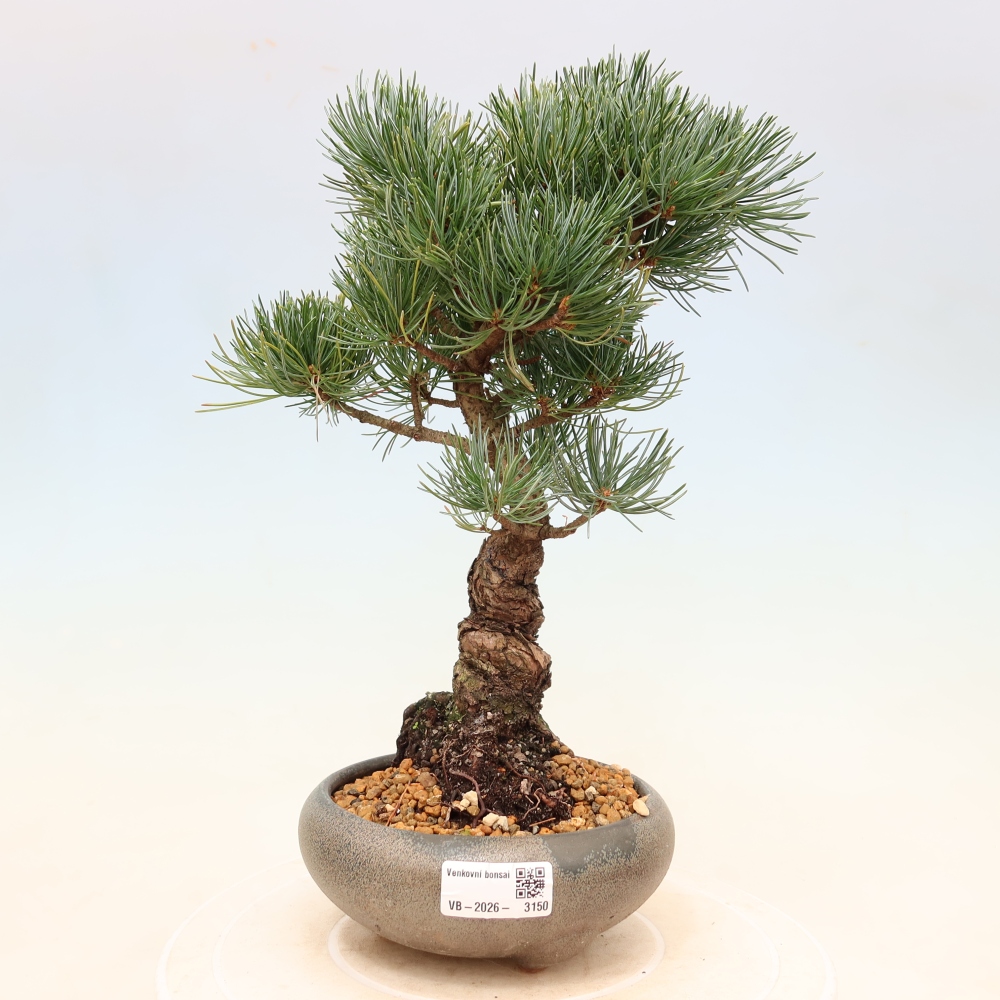 Bonsai da esterno - Pinus parviflora - Pinus parviflora