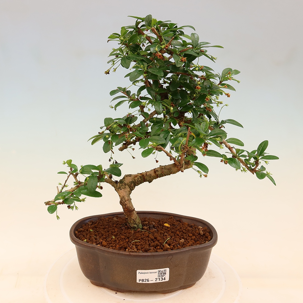 Camera bonsai - Carmona macrophylla - Tea fuki