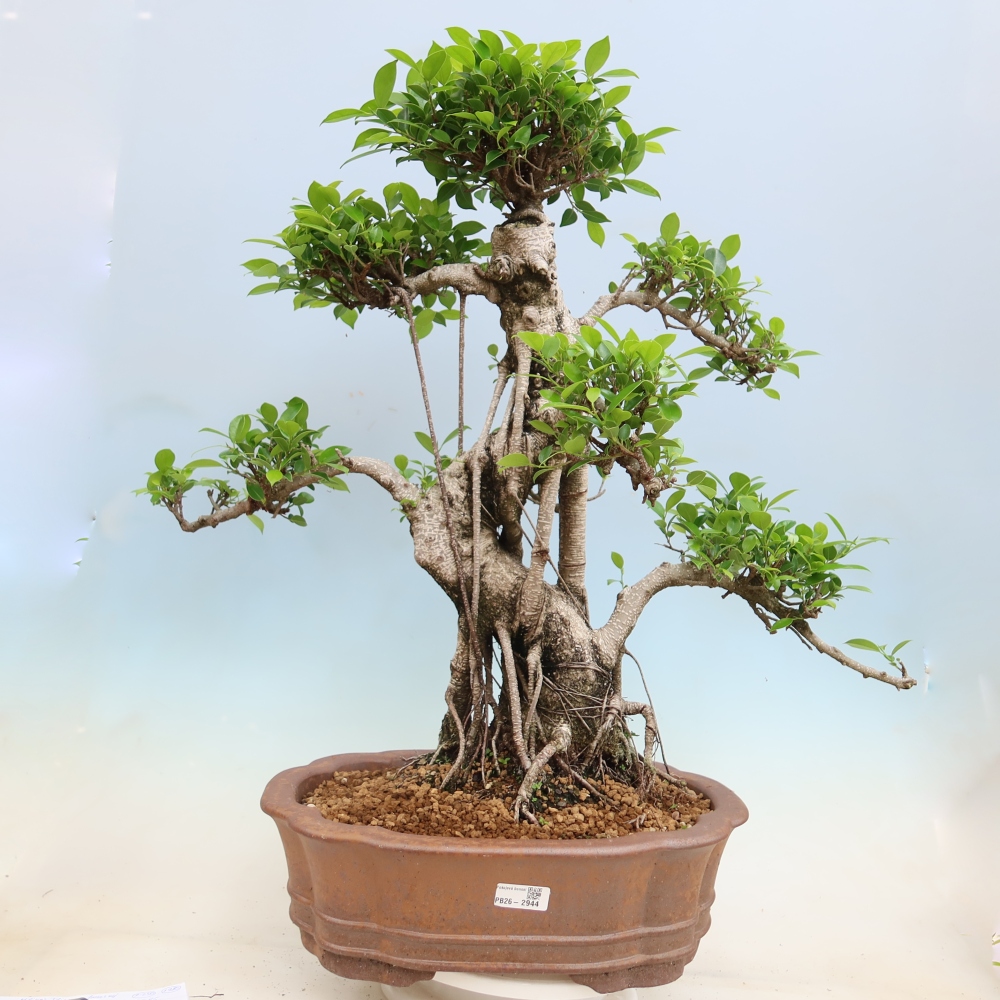 Camera bonsai - Ficus kimmen - ficus a foglie piccole