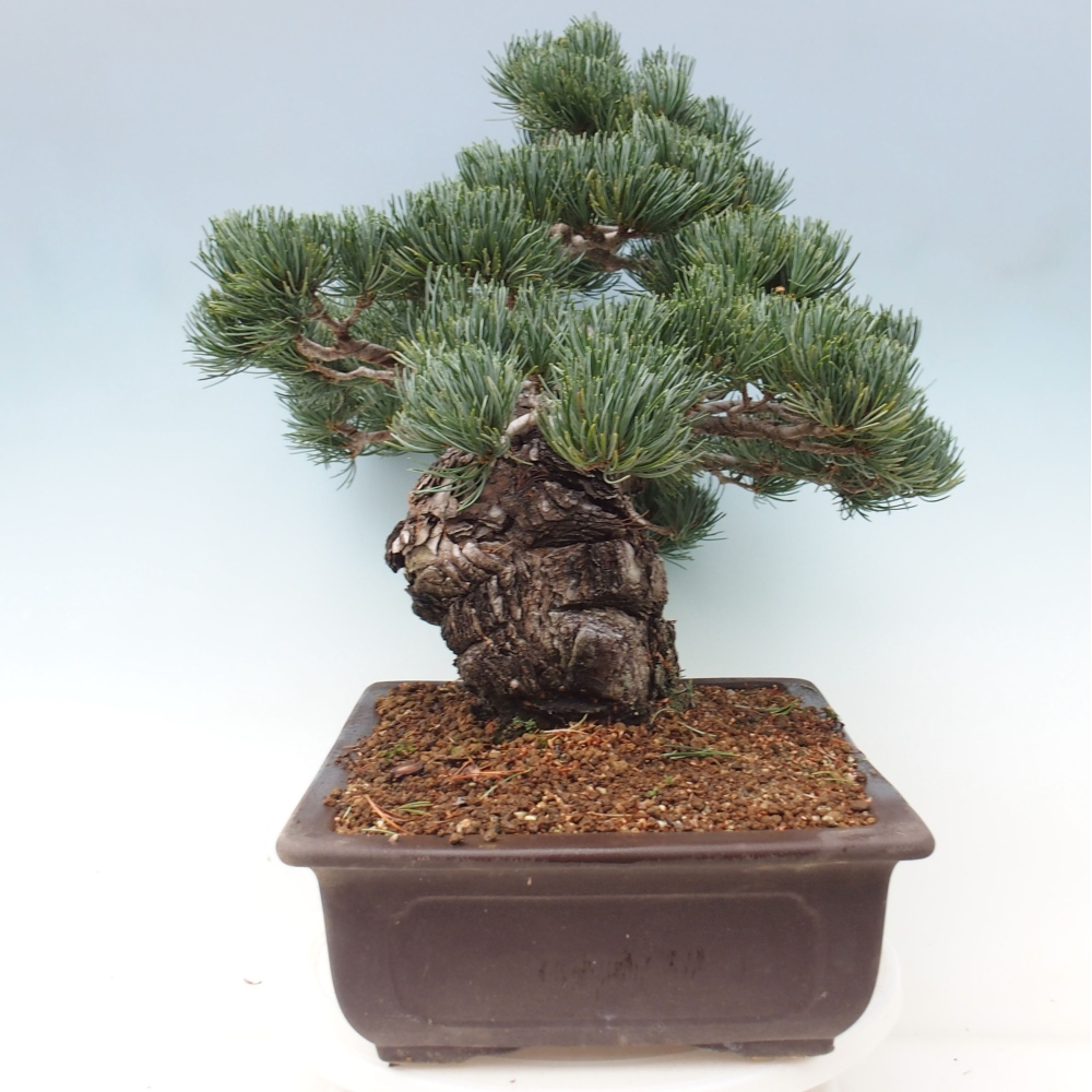 Bonsai da esterno - Pinus parviflora - Pinus parviflora