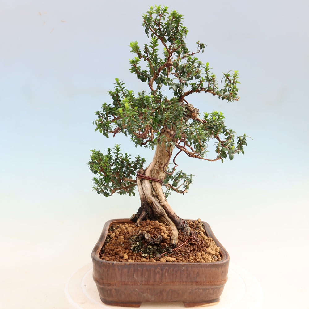 Bonsai da camera - Myrtus communis - Mirto