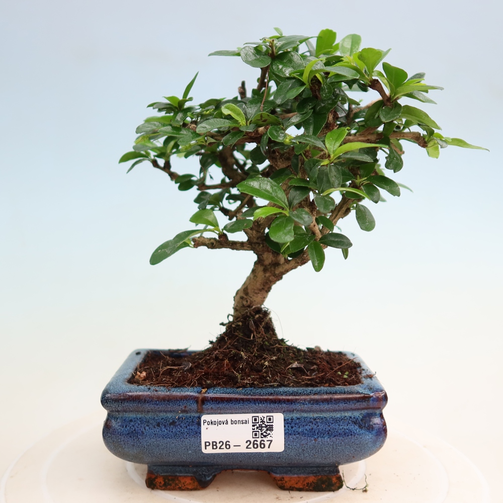 Camera bonsai - Carmona macrophylla - Tea fuki