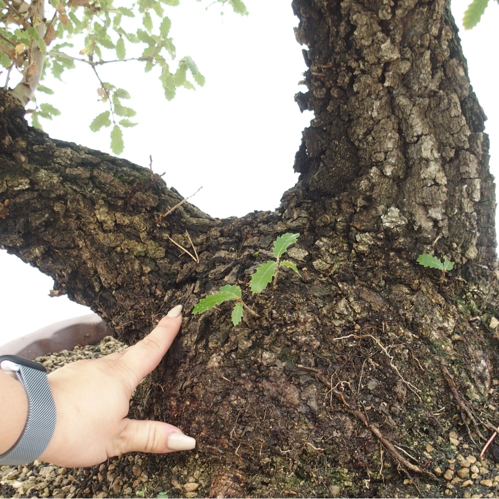 Yamadori - Quercus Ilex - Agrifoglio di quercia