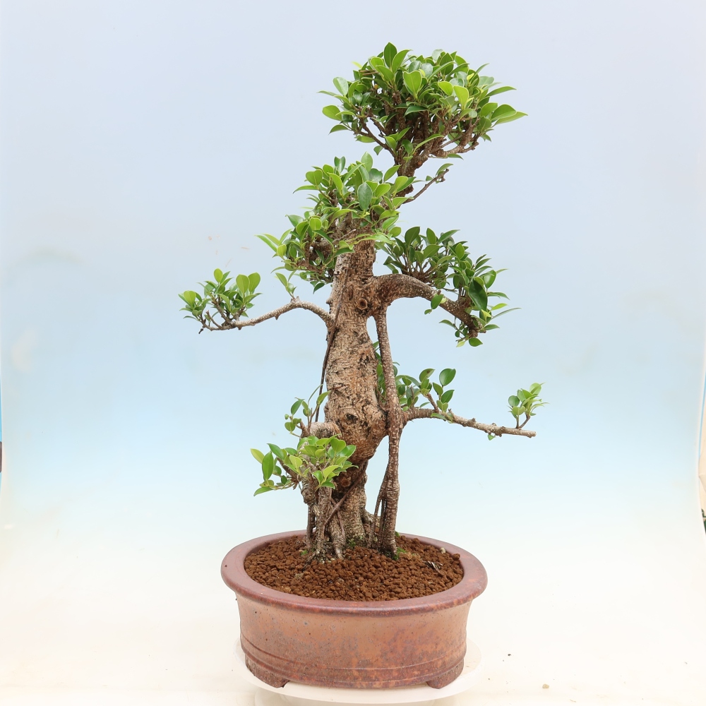 Camera bonsai - Ficus kimmen - ficus a foglie piccole