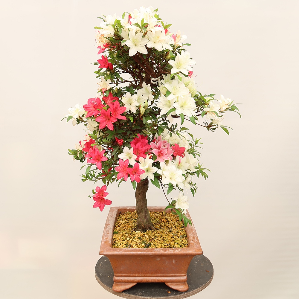 Bonsai da esterno - Azalea giapponese - Azalea CHIHIRO