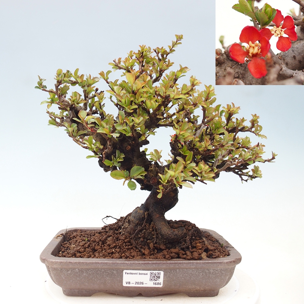 Bonsai da esterno - Chaneomeles speciosa - Cotogno
