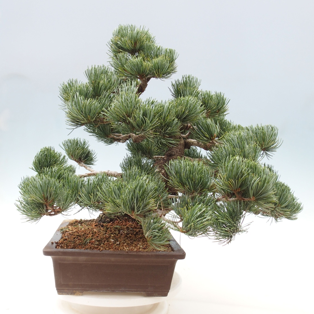 Bonsai da esterno - Pinus parviflora - Pinus parviflora
