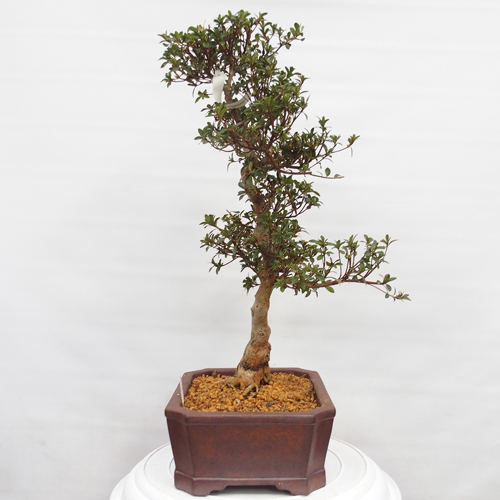 Bonsai da esterno - Azalea giapponese - Azalea Hanatsuzuri