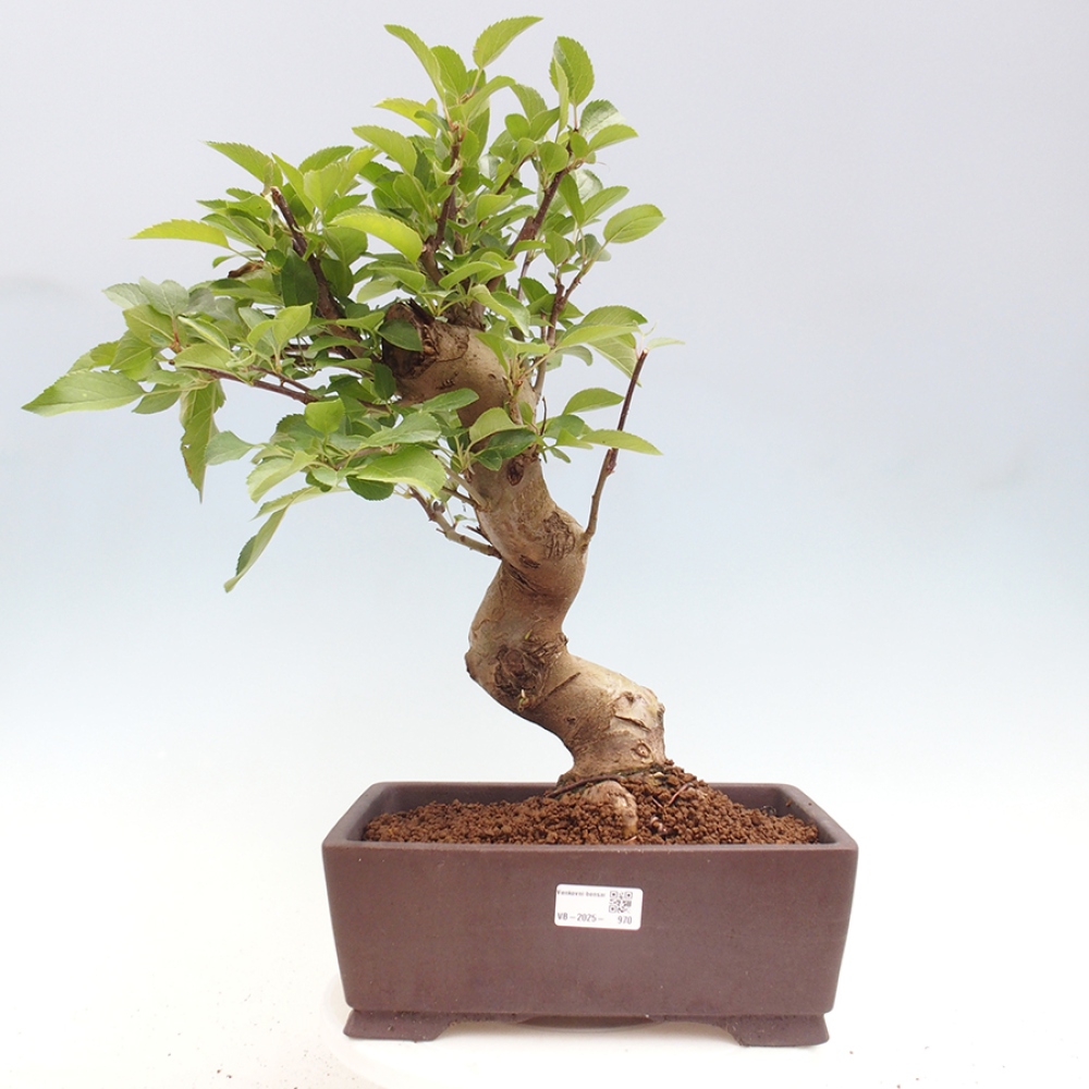 Bonsai da esterno -Malus halliana - Melo a frutto piccolo