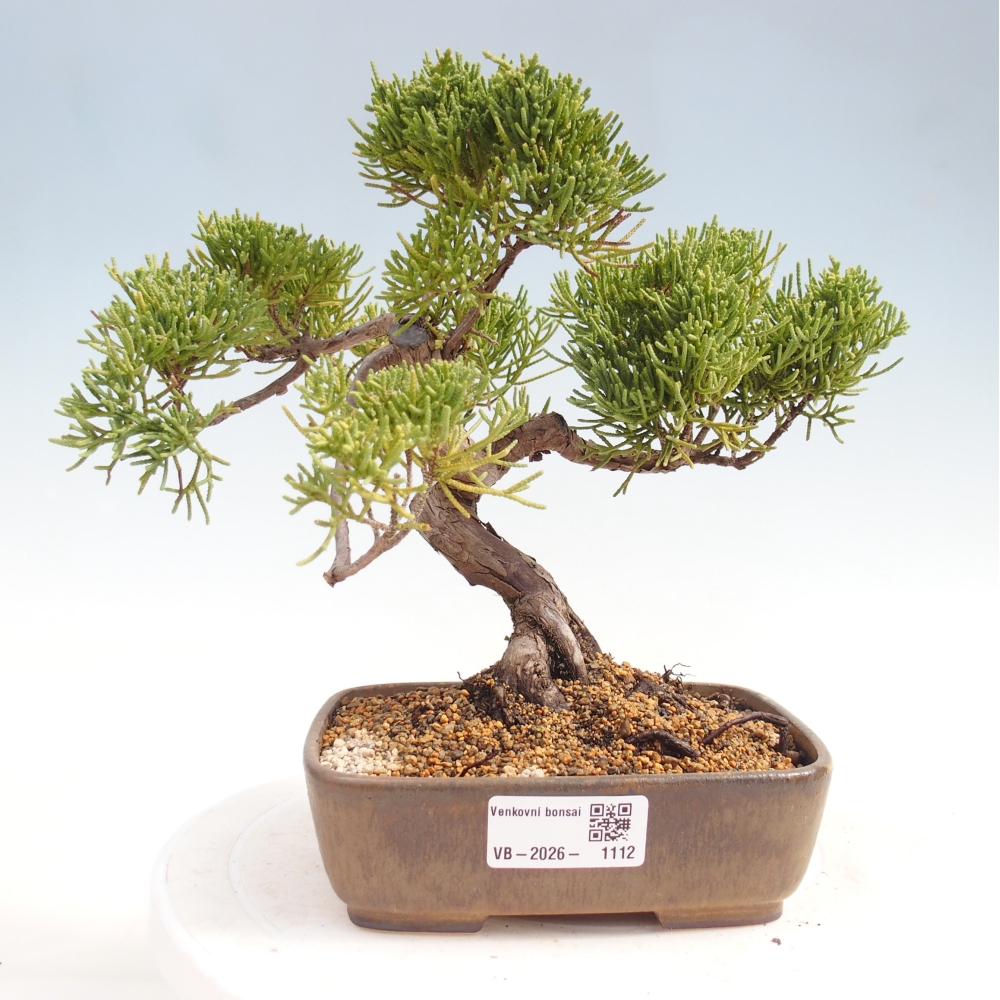 Bonsai da esterno - Juniperus chinensis Kishu
