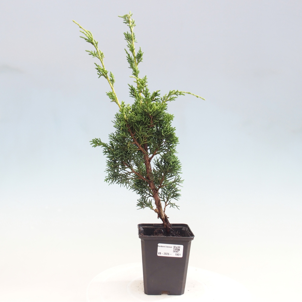 Bonsai da esterno - Juniperus chinensis Kishu