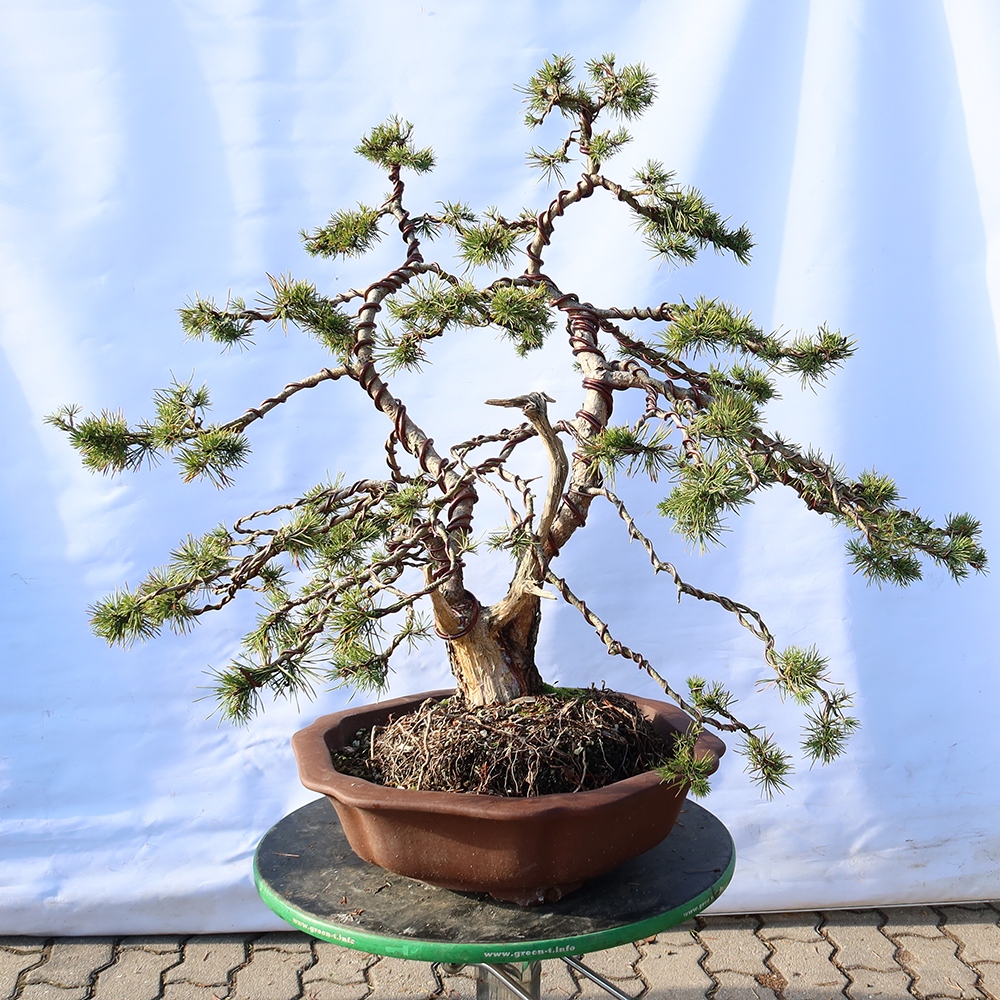 Pinus sylvestris Spagna - pino silvestre