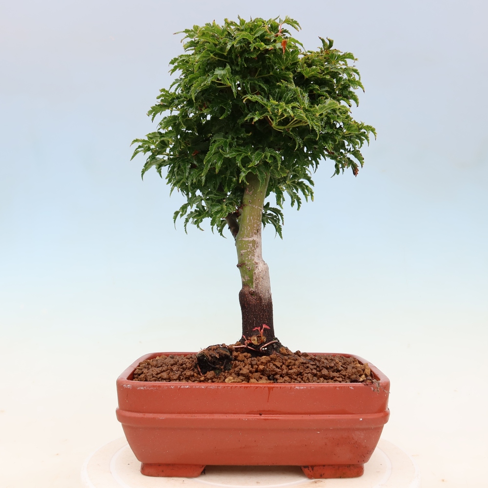 Bonsai da esterno -Palma di Giava Acer palmatum Shishigashira
