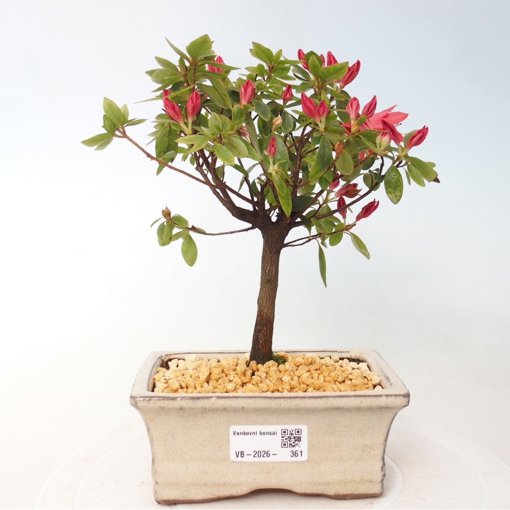 Bonsai da esterno - Azalea giapponese - Azalea sp.