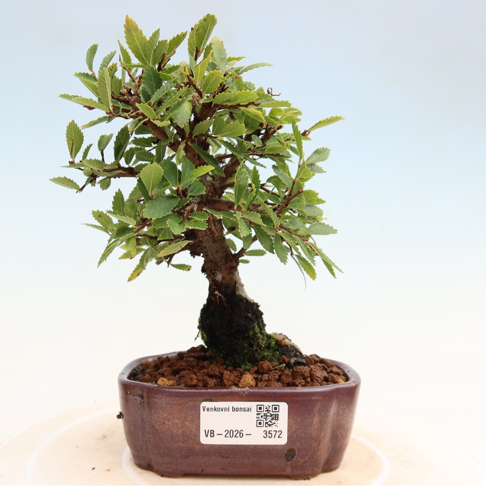 Bonsai da esterno - Zelkova - Zelkova NIRE