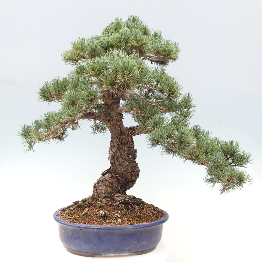 Bonsai da esterno - Pinus parviflora - Pinus parviflora