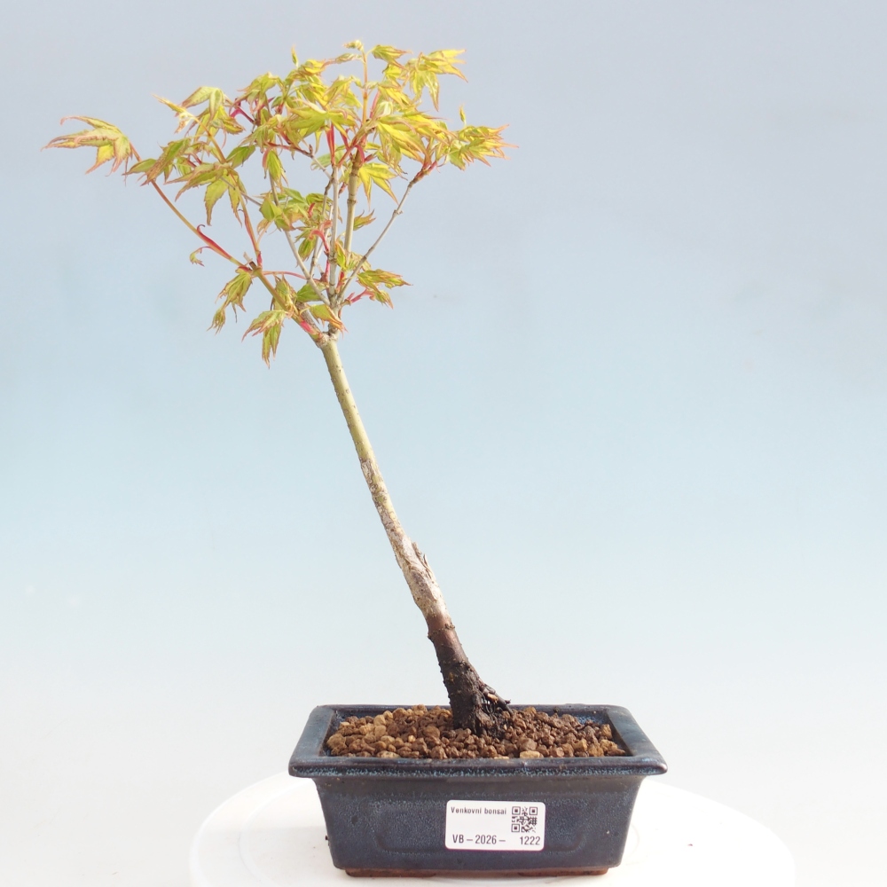 Acer palmatum Aureum - Acero dorato