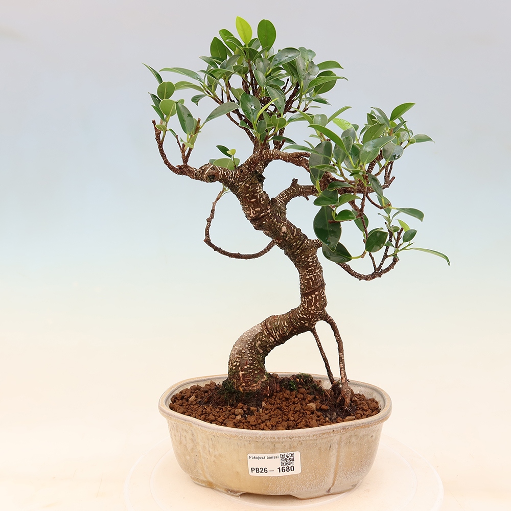 Camera bonsai - Ficus retusa - ficus a foglie piccole