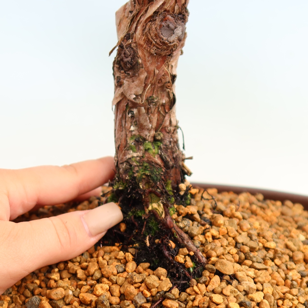 Bonsai da esterno - Juniperus chinensis Kishu