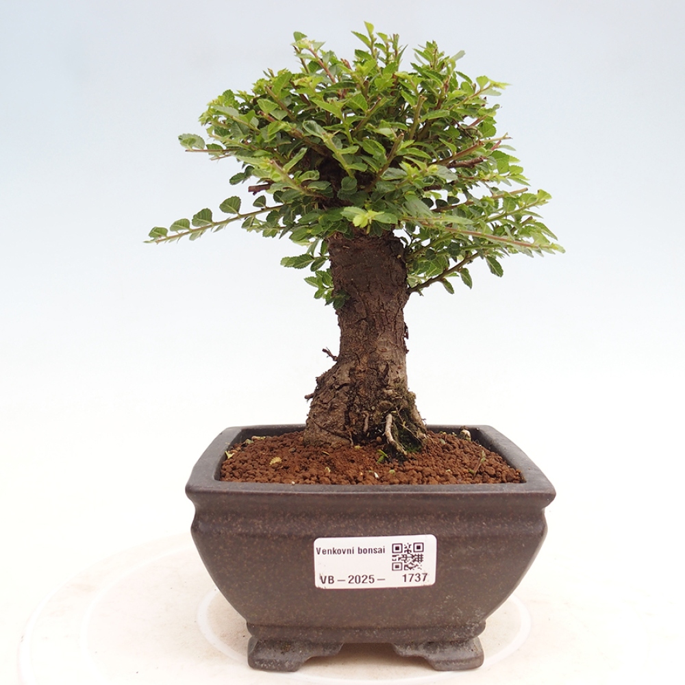 Bonsai da esterno - Ulmus parvifolia Hokkaido - Olmo cinese