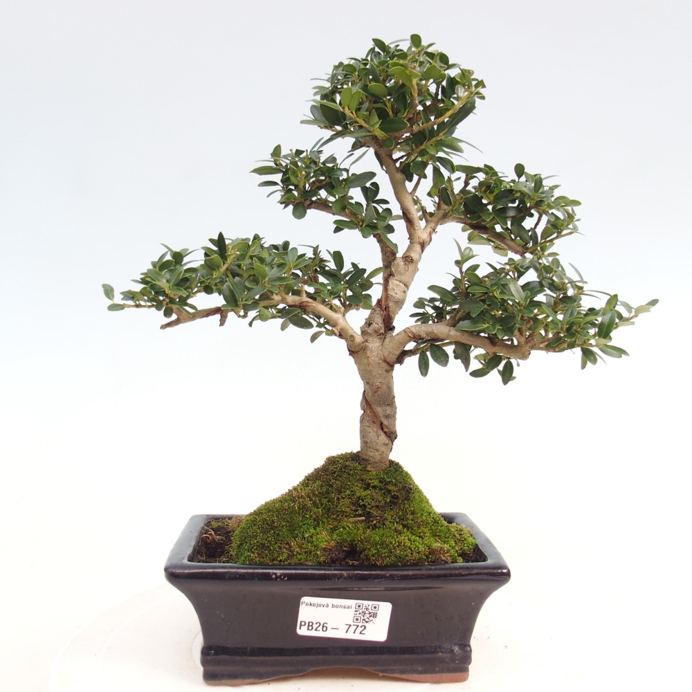 Camera bonsai - Ilex crenata - Agrifoglio