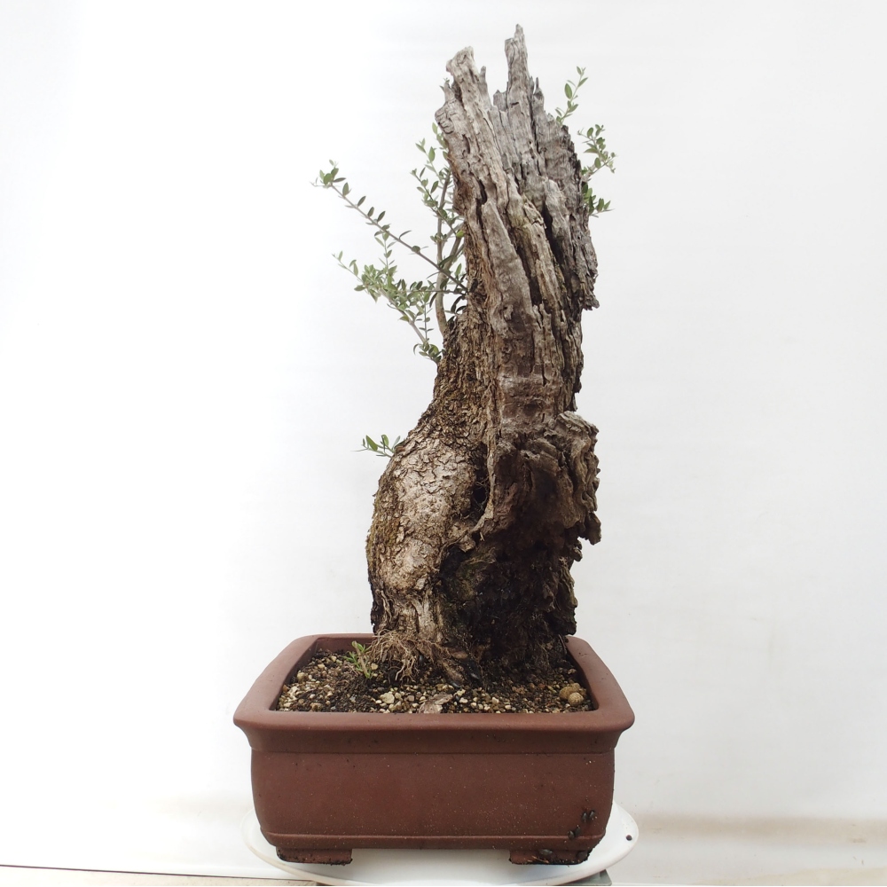 Bonsai da interno - Olea europaea sylvestris