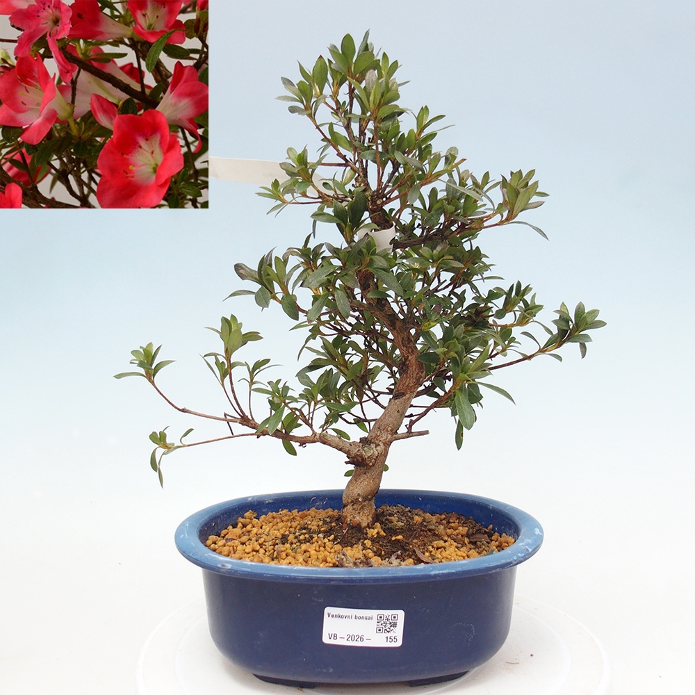 Bonsai da esterno - Azalea giapponese - Azalea Beniko