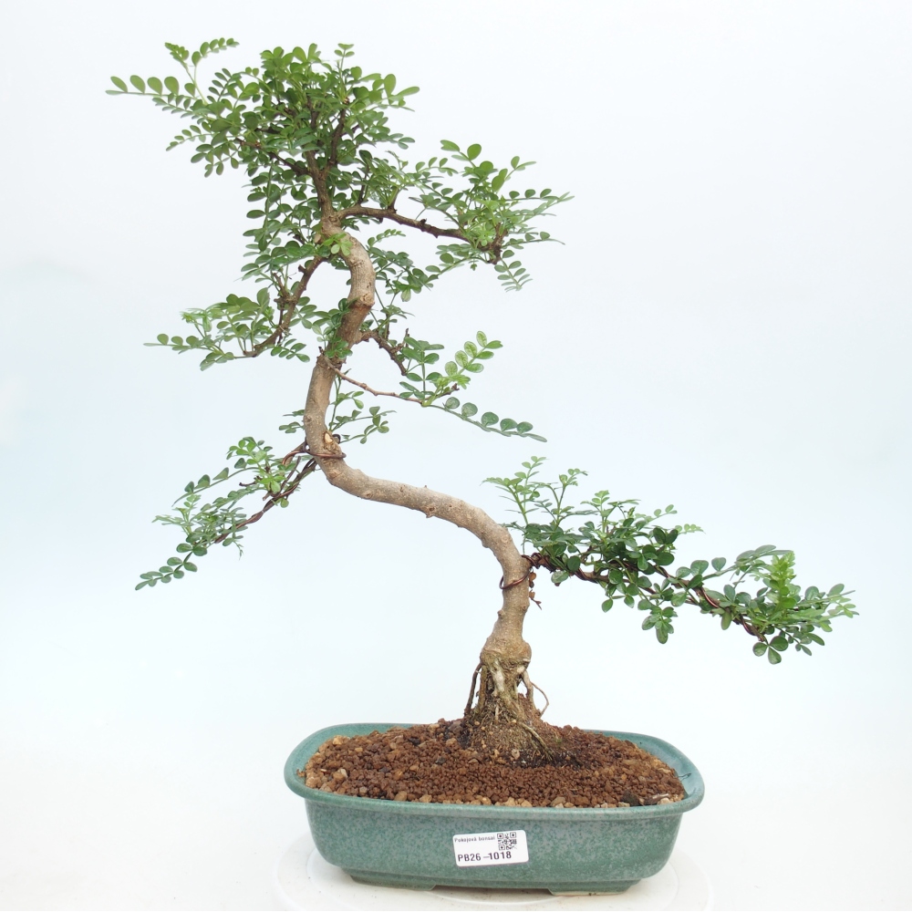 Camera bonsai - Zantoxylum piperitum - albero del pepe
