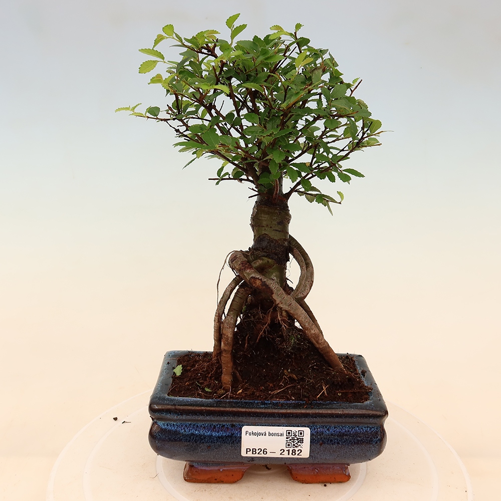Camera bonsai - Ulmus parvifolia - Olmo a foglie piccole