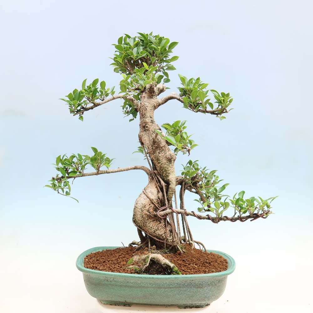 Camera bonsai - Ficus kimmen - ficus a foglie piccole