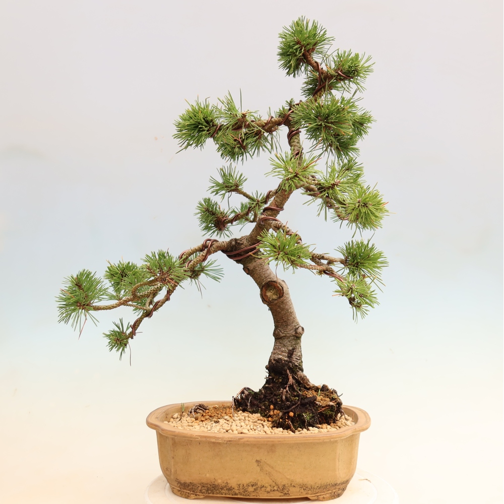 Bonsai da esterno - Pinus mugo Humpy  - Pino mugo