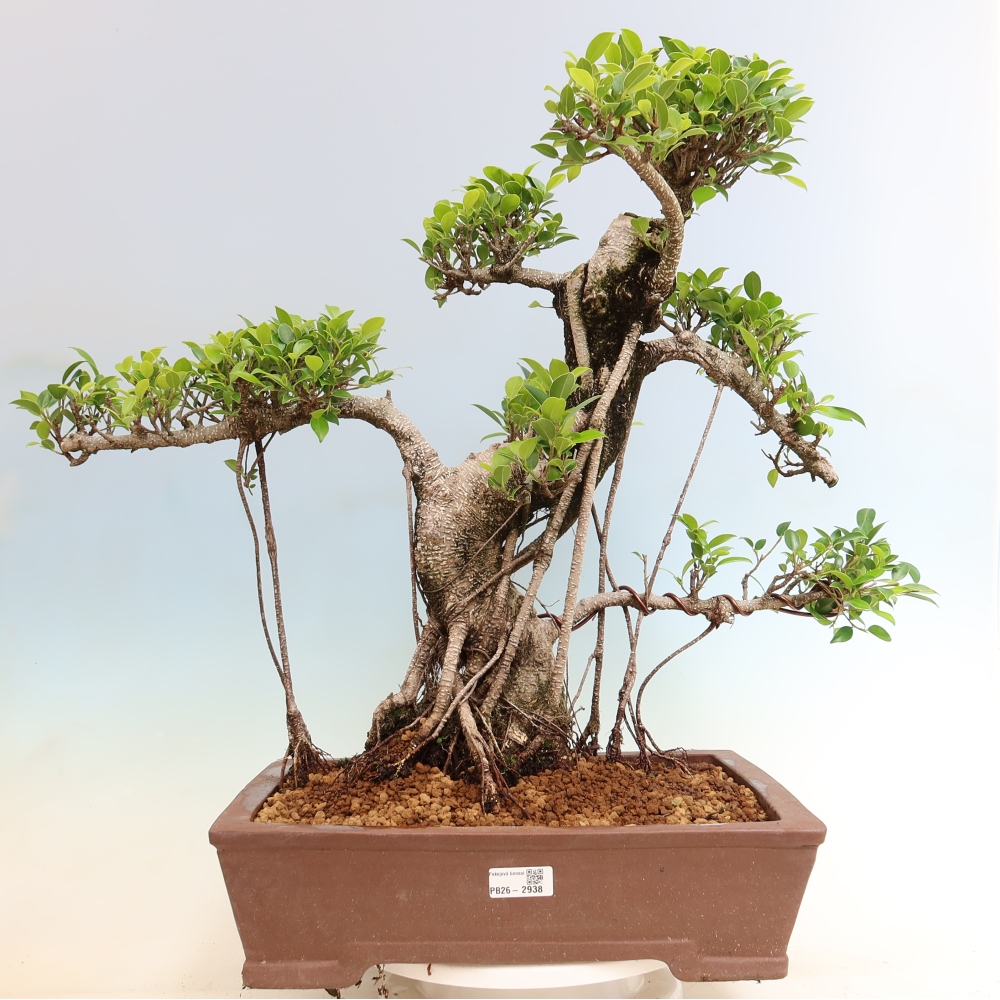 Camera bonsai - Ficus kimmen - ficus a foglie piccole