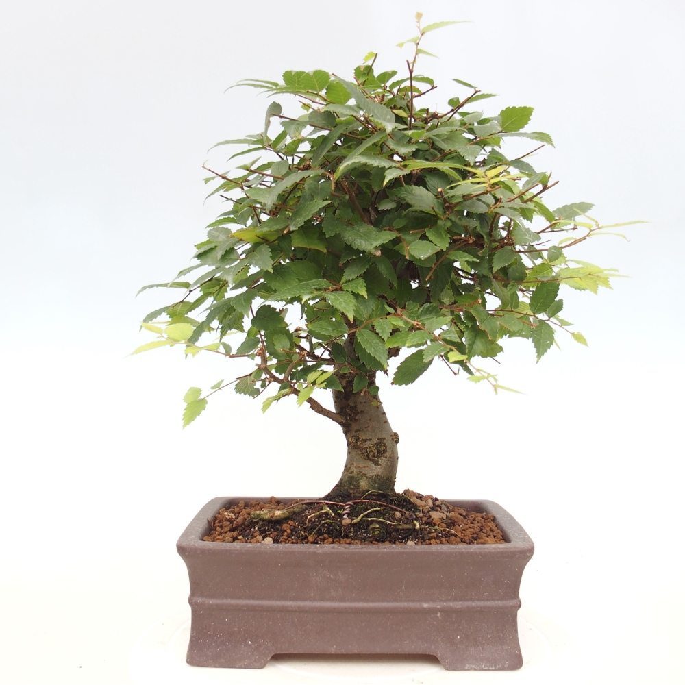 Bonsai da esterno - Zelkova - Zelkova NIRE