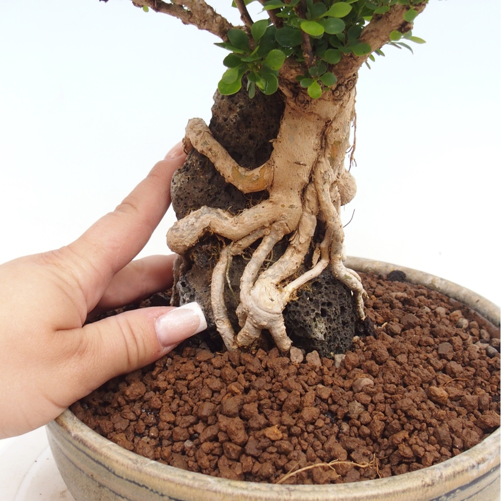 Bonsai da esterno - Berberis coreana