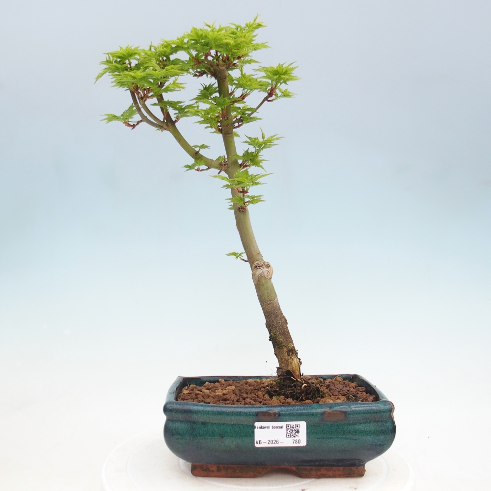 Bonsai da esterno -Palma di Giava Acer palmatum Shishigashira